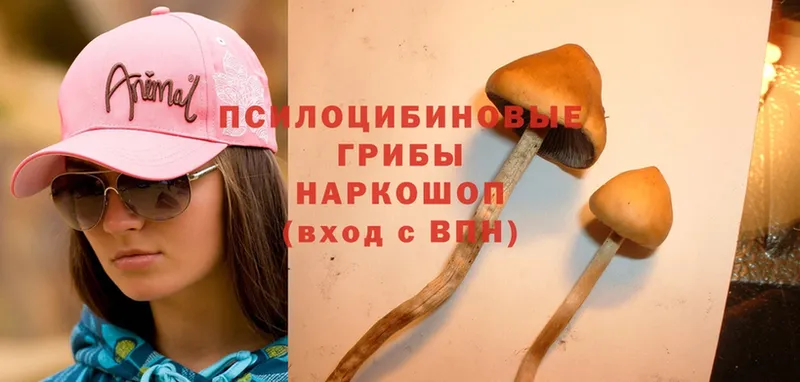 наркошоп  Хотьково  Псилоцибиновые грибы Psilocybe 